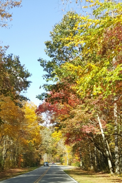 Осень в золоте и багрянце не стеснялась восхищать. Blue Ridge Parkway. 18-22 октября 2016 года.