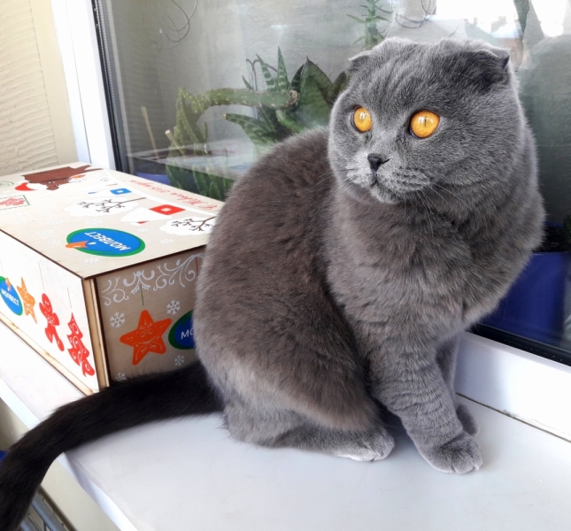 Кошки в нашей жизни. Кошки и все, что с ними связано.