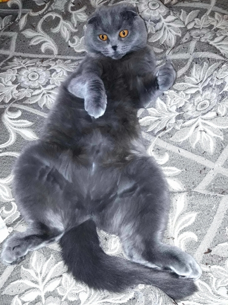 Кошки в нашей жизни. Кошки и все, что с ними связано.