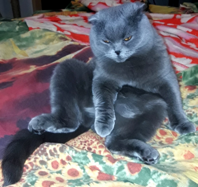 Кошки в нашей жизни. Кошки и все, что с ними связано.