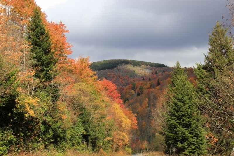 Осень в золоте и багрянце не стеснялась восхищать. Blue Ridge Parkway. 18-22 октября 2016 года.