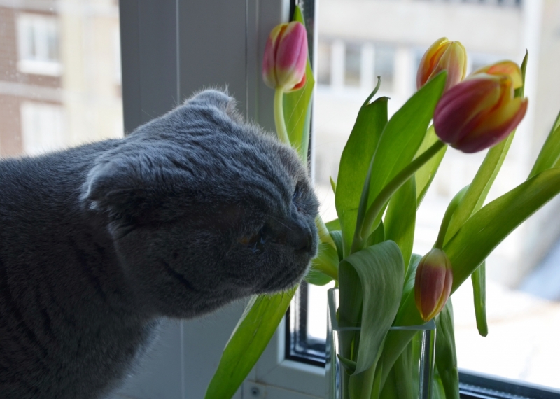Кошки в нашей жизни. Кошки и все, что с ними связано.