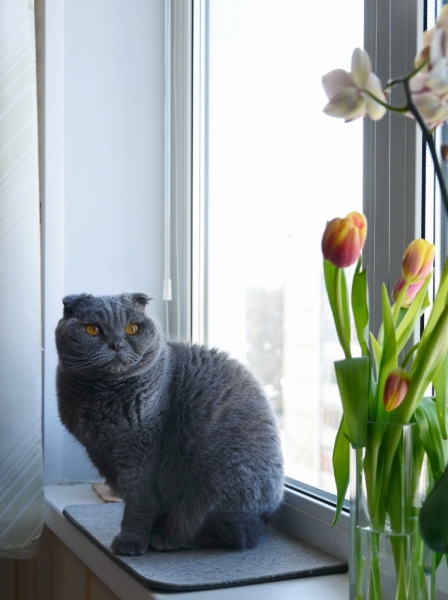 Кошки в нашей жизни. Кошки и все, что с ними связано.