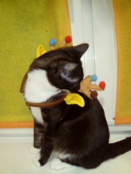 Кошки в нашей жизни. Кошки и все, что с ними связано.