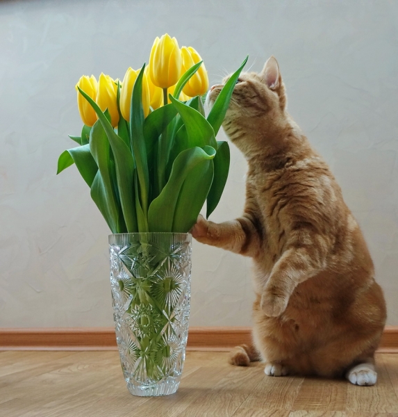 Кошки в нашей жизни. Кошки и все, что с ними связано.