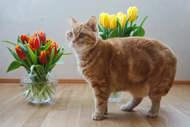 Кошки в нашей жизни. Кошки и все, что с ними связано.