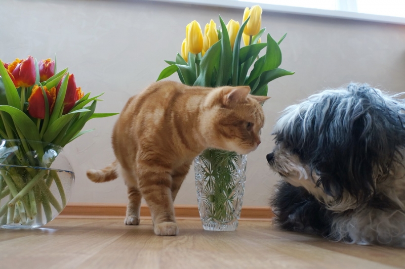 Кошки в нашей жизни. Кошки и все, что с ними связано.