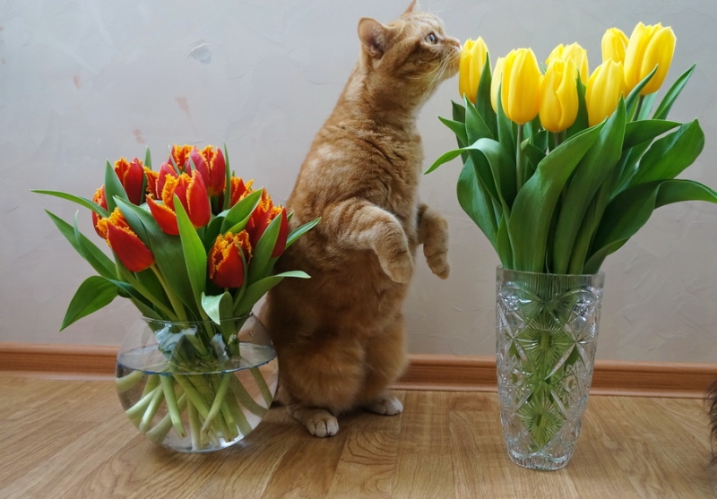 Кошки в нашей жизни. Кошки и все, что с ними связано.