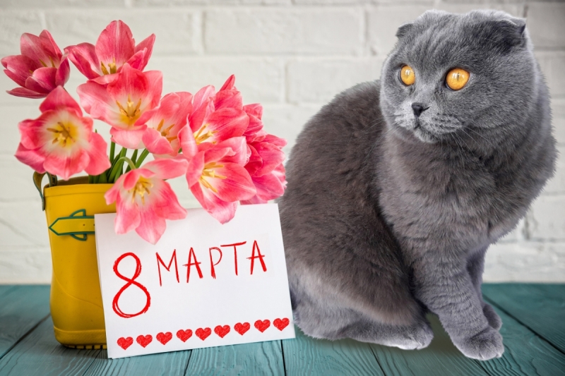 Кошки в нашей жизни. Кошки и все, что с ними связано.