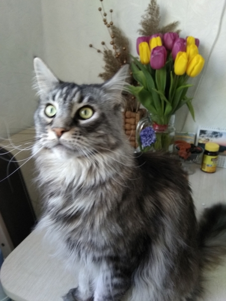 Кошки в нашей жизни. Кошки и все, что с ними связано.