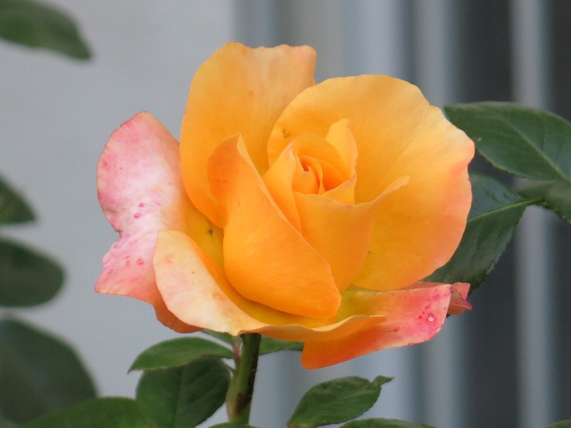 Petra, Ирочка!!! С Днём Рождения тебя, наше Солнышко!!!