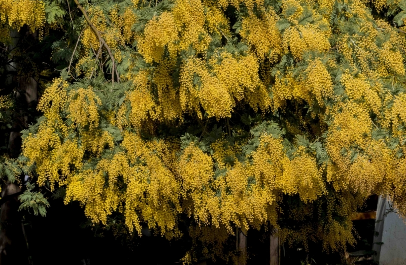 Черногория