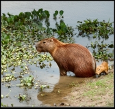 _DS15573