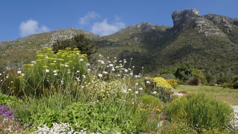 Kirstenbosch