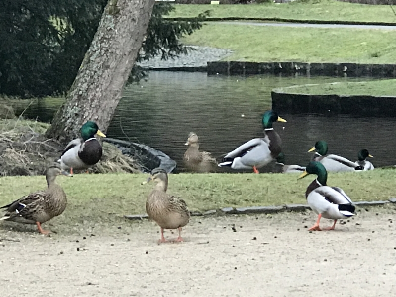 Калининград - Бад-Лаутерберг: тур "выходного дня" в  Гарце.