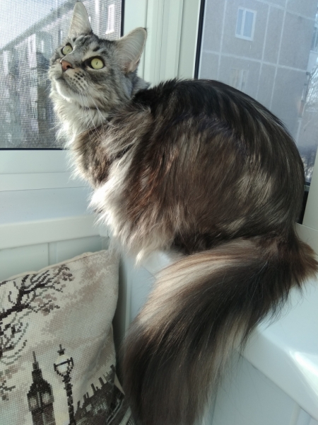 Кошки в нашей жизни. Кошки и все, что с ними связано.