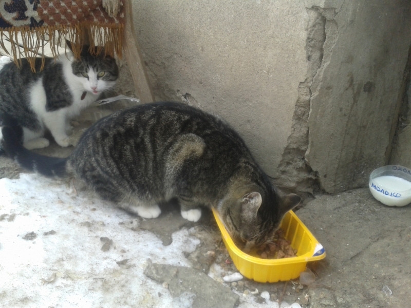 Кошки в нашей жизни. Кошки и все, что с ними связано.