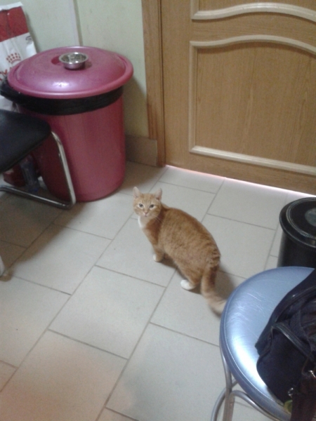 Кошки в нашей жизни. Кошки и все, что с ними связано.