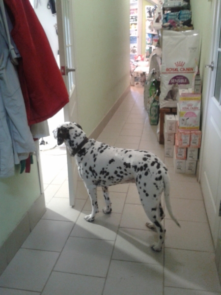 Кошки в нашей жизни. Кошки и все, что с ними связано.