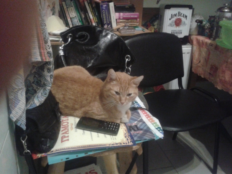 Кошки в нашей жизни. Кошки и все, что с ними связано.