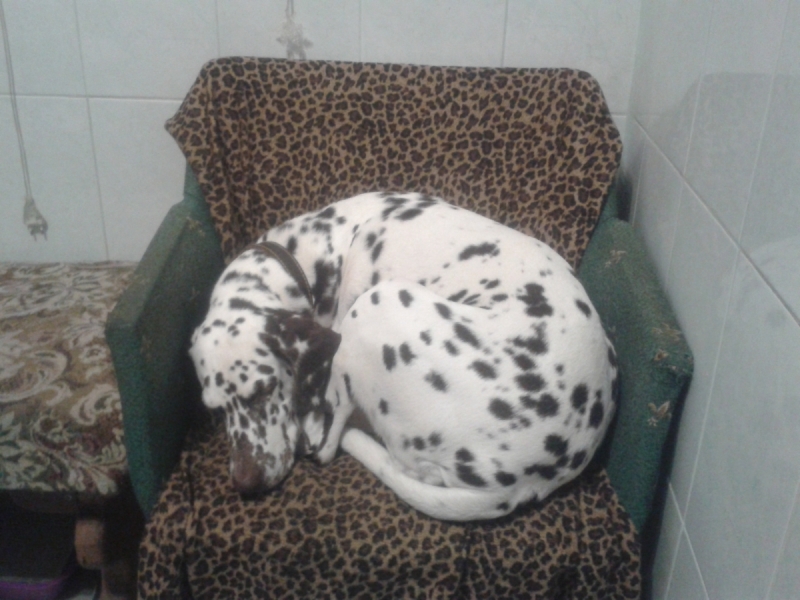 Кошки в нашей жизни. Кошки и все, что с ними связано.