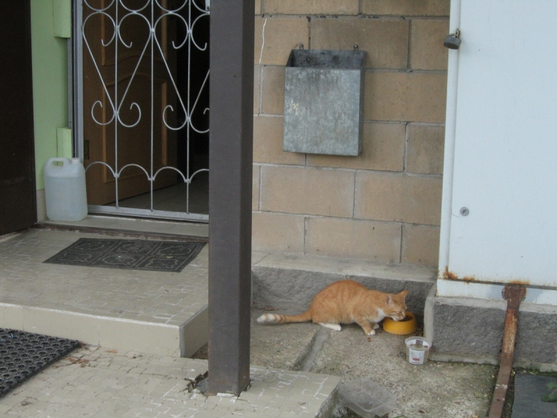Кошки в нашей жизни. Кошки и все, что с ними связано.