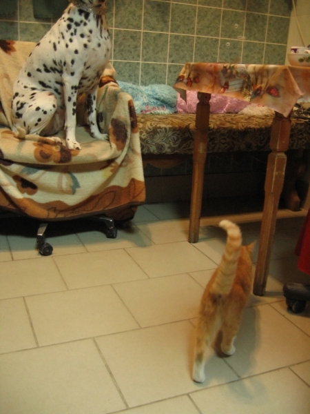 Кошки в нашей жизни. Кошки и все, что с ними связано.