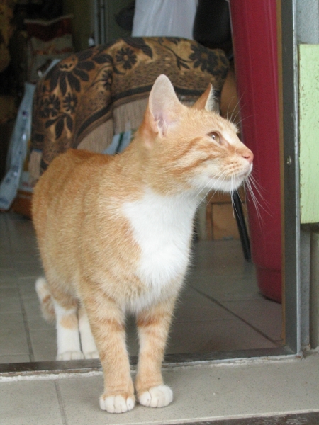 Кошки в нашей жизни. Кошки и все, что с ними связано.