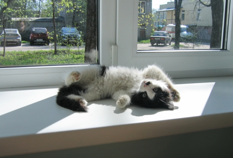 Кошки в нашей жизни. Кошки и все, что с ними связано.