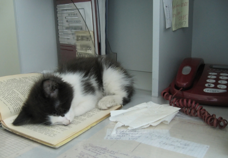 Кошки в нашей жизни. Кошки и все, что с ними связано.