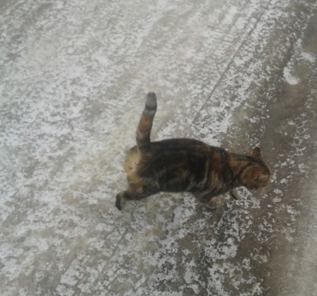 Кошки в нашей жизни. Кошки и все, что с ними связано.