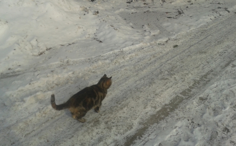 Кошки в нашей жизни. Кошки и все, что с ними связано.