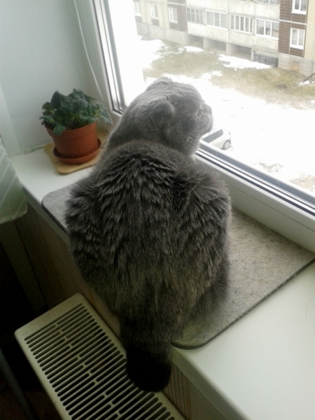 Кошки в нашей жизни. Кошки и все, что с ними связано.