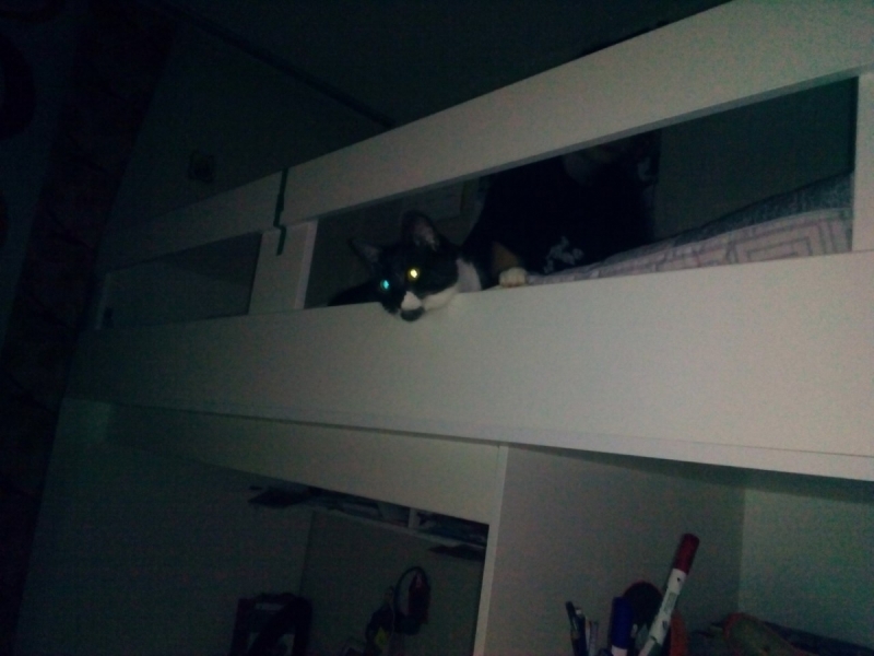 Кошки в нашей жизни. Кошки и все, что с ними связано.