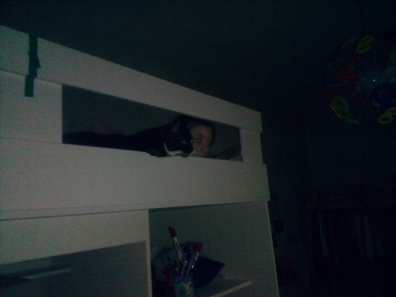 Кошки в нашей жизни. Кошки и все, что с ними связано.