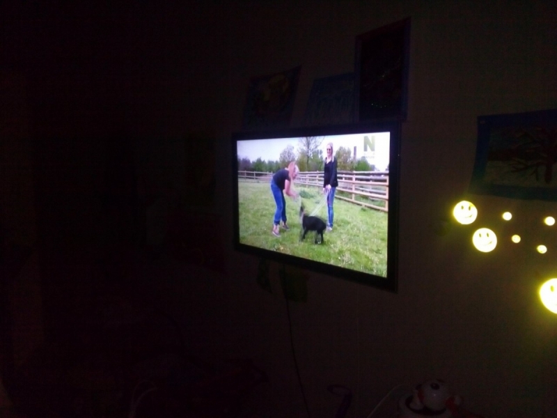 Кошки в нашей жизни. Кошки и все, что с ними связано.