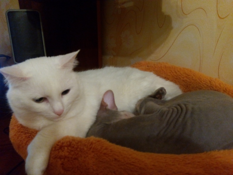 Кошки в нашей жизни. Кошки и все, что с ними связано.