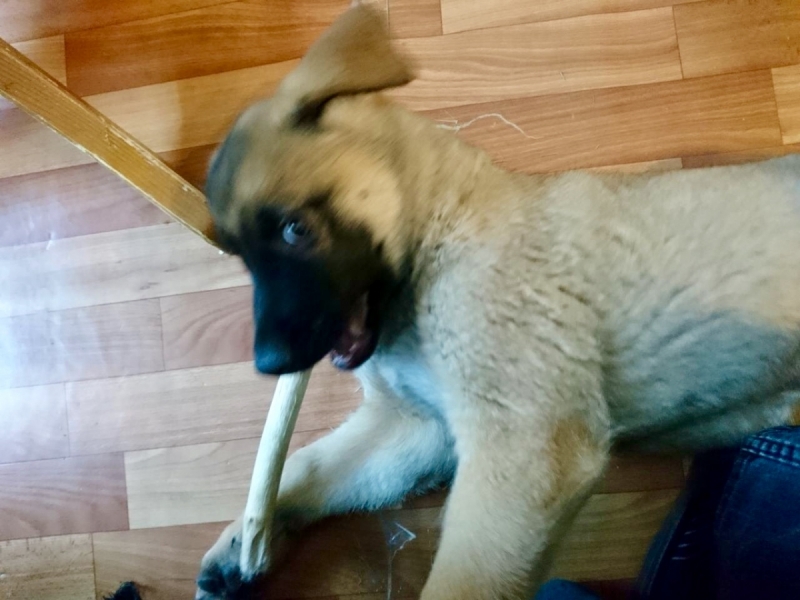 Кошки в нашей жизни. Кошки и все, что с ними связано.