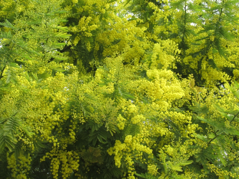 Кошки в нашей жизни. Кошки и все, что с ними связано.