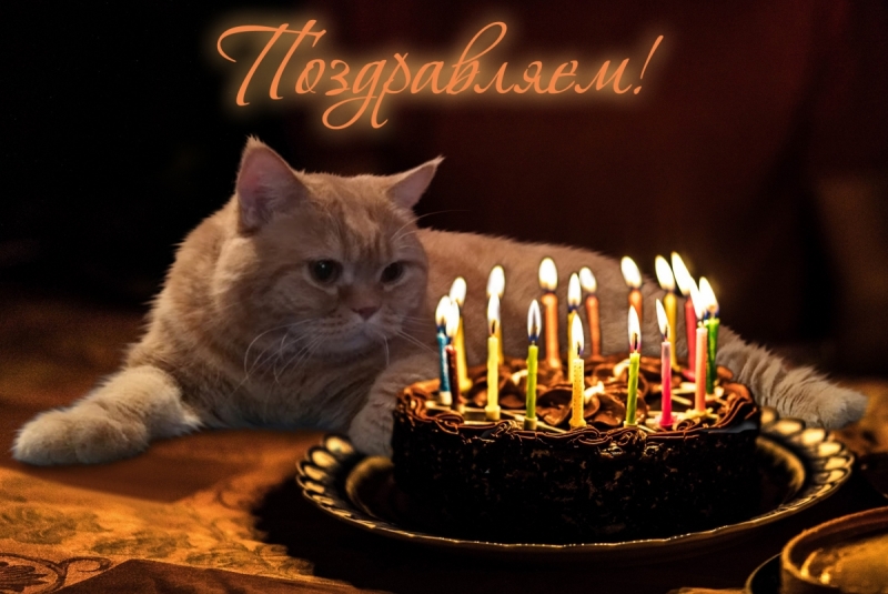 Кошки в нашей жизни. Кошки и все, что с ними связано.