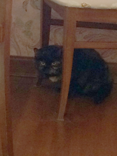 Кошки в нашей жизни. Кошки и все, что с ними связано.