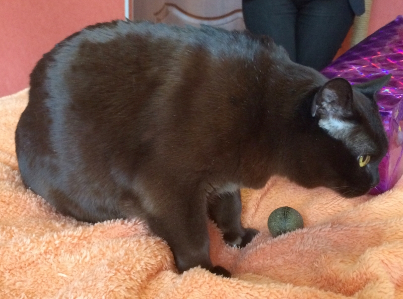 Кошки в нашей жизни. Кошки и все, что с ними связано.