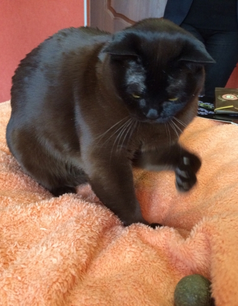 Кошки в нашей жизни. Кошки и все, что с ними связано.