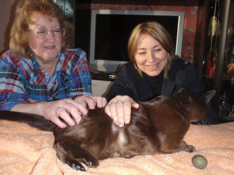 Кошки в нашей жизни. Кошки и все, что с ними связано.