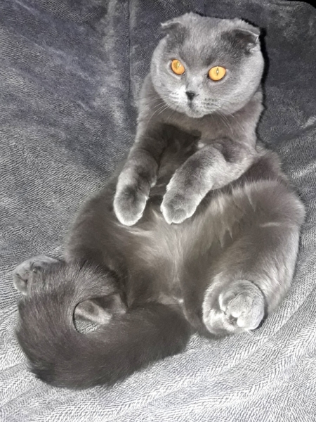 Кошки в нашей жизни. Кошки и все, что с ними связано.