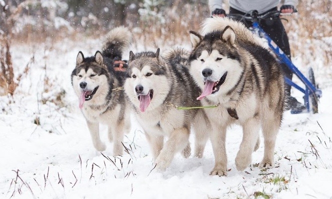 Очень нужны советы по Северной Норвегии