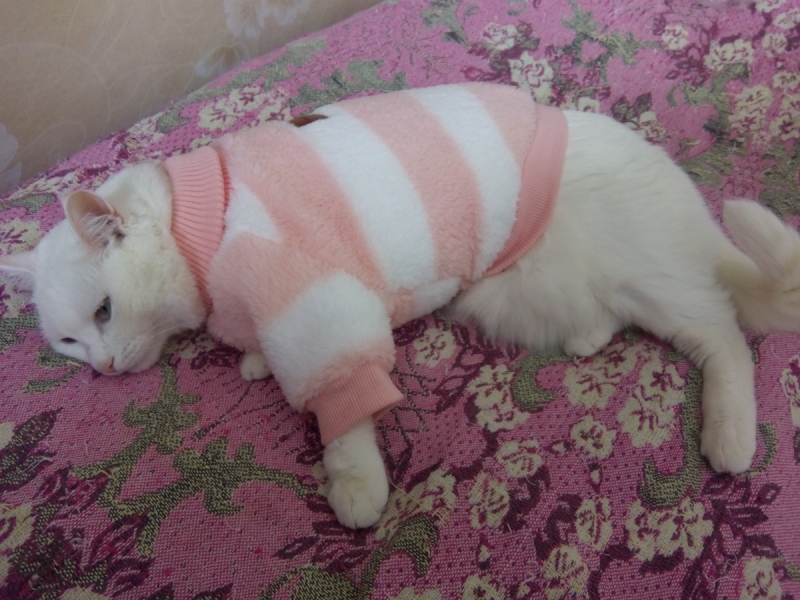 Кошки в нашей жизни. Кошки и все, что с ними связано.