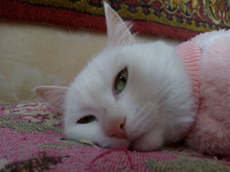 Кошки в нашей жизни. Кошки и все, что с ними связано.