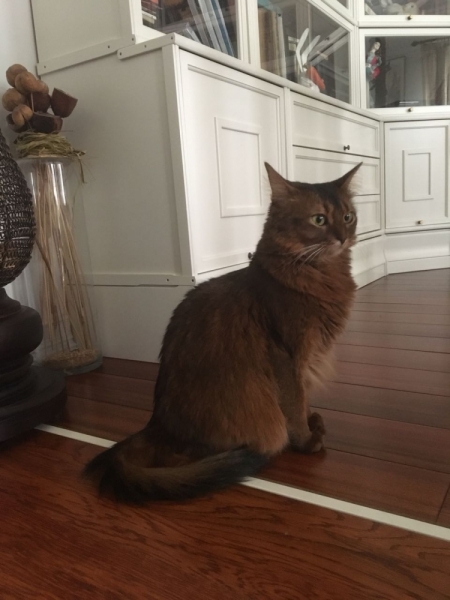 Кошки в нашей жизни. Кошки и все, что с ними связано.