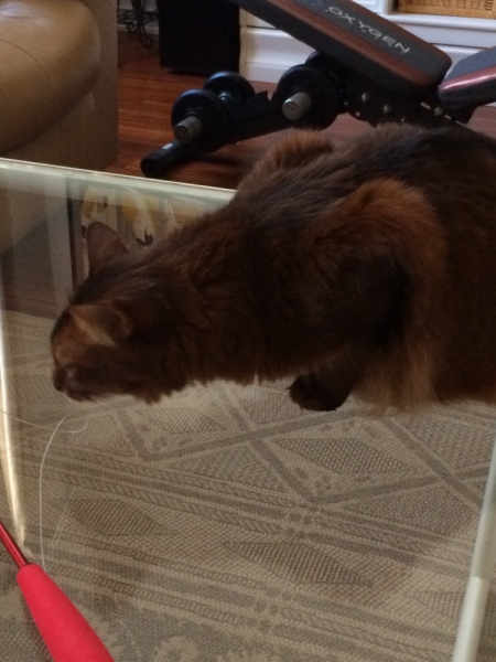 Кошки в нашей жизни. Кошки и все, что с ними связано.